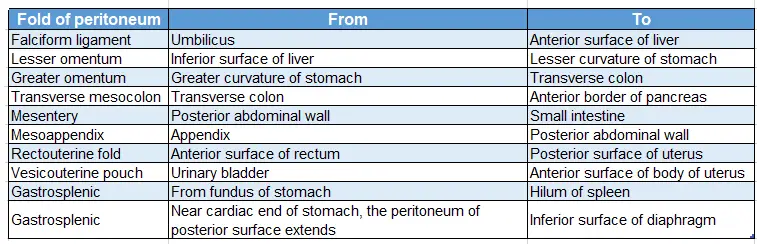 Abdominal Cavity and Peritoneum Extent of folds of visceral peritoneum