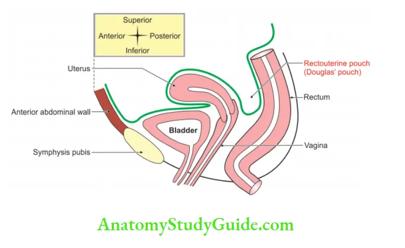 Abdominal Cavity and Peritoneum Rectoterine Pouch