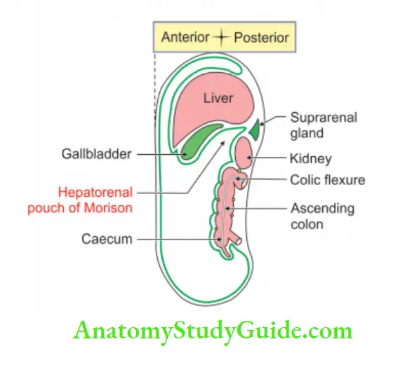 Abdominal Cavity and Peritoneum Sagittal section of Morison’s pouch