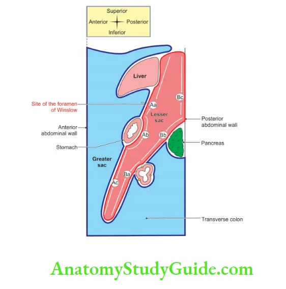 Abdominal Cavity and Peritoneum Sagittal section of abdomen foramen of Winslow
