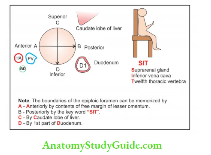 Abdominal Cavity and Peritoneum Structure of Boundaries of epiploic foramen 2