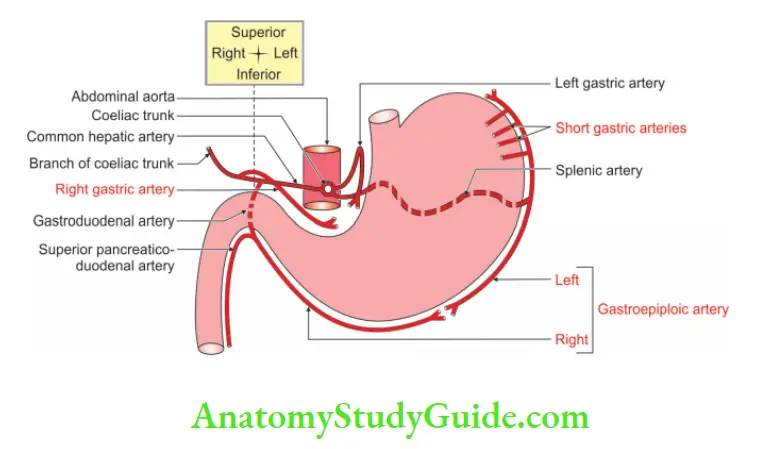 Abdominal Part of Oesophagus and Stomach Arterial supply of stomach