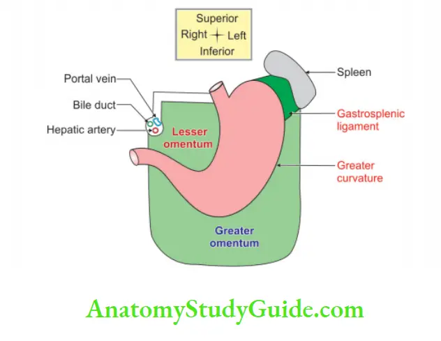 Abdominal Part of Oesophagus and Stomach Folds of peritoneum attached to stomach