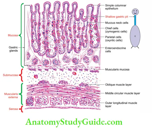 Abdominal Part of Oesophagus and Stomach Histology of fundus of stomach