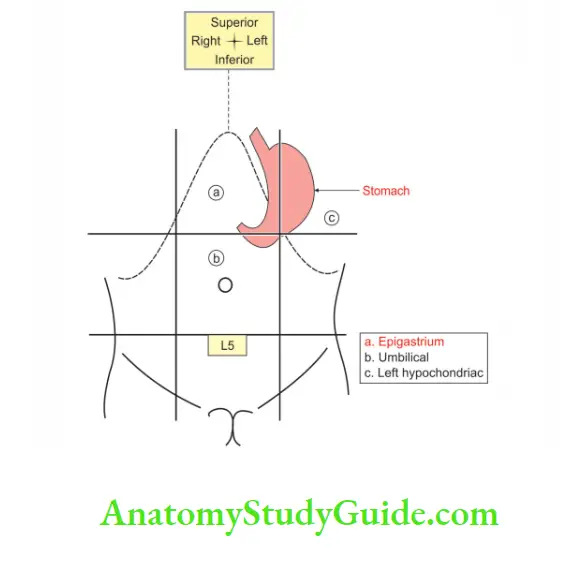Abdominal Part of Oesophagus and Stomach - Anatomy Study Guide