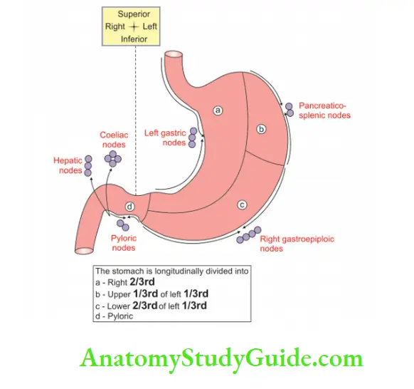 Abdominal Part of Oesophagus and Stomach Lymphatic drainage of the stomach
