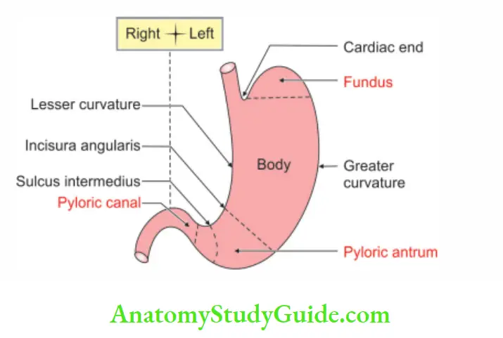 Abdominal Part of Oesophagus and Stomach Parts and curvatures of stomach