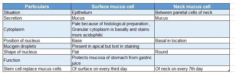 Abdominal Part of Oesophagus and Stomach Surface mucus and neck mucus cells