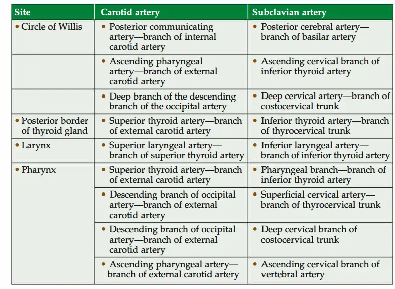 Anastomosis between carotid and subclavian artries