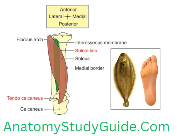 Anatomy Back Of Leg Origin And Insertion Of Right Soleus Muscle