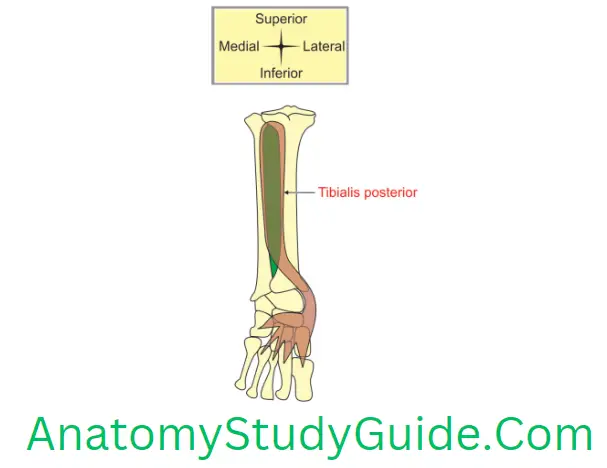 Anatomy Back Of Leg Posterior Surface Of Bones Of Leg And Foot Showing Attachments Of Tibialis Posterior Muscle