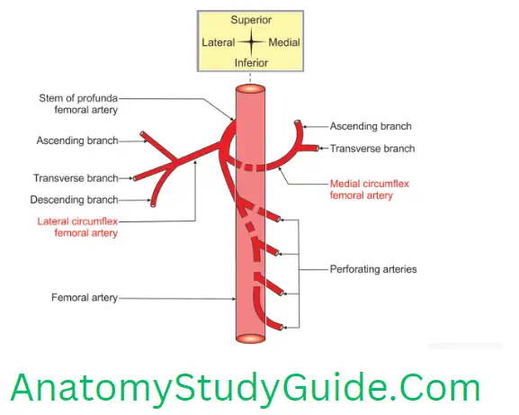Anatomy Back Of Thigh Branches Of Right Profunda Femoris Artery