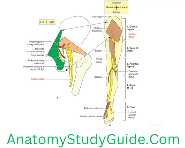 Anatomy Back Of Thigh Relations of Sciatic Nerve In Gluteal Region-Course And Relations Of Right Sciatic Nerve