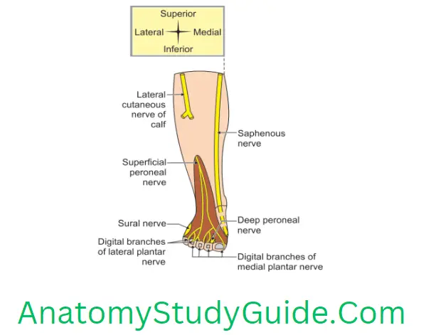 Anatomy Front Lateral Medial Sides Of Leg And Dorsum Of Foot Cutaneous Nerves On The Front Of The Leg And Dorsum Of Right Foot