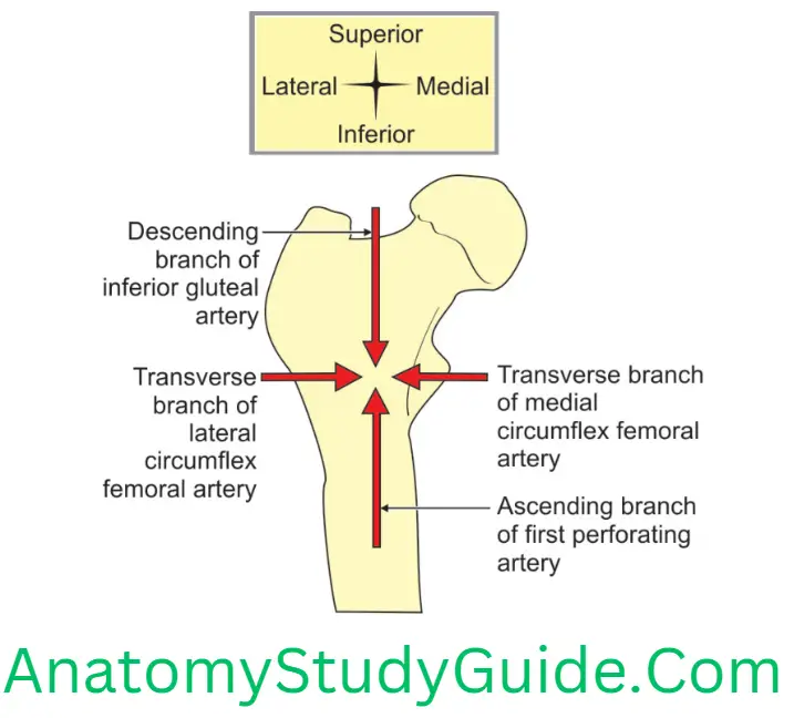 Anatomy Gluteal Region Posterior Surface Of Upper End Of Femur At The Level Of Middle Of Lesser Trochanter Showing Cruciate Anastomosis