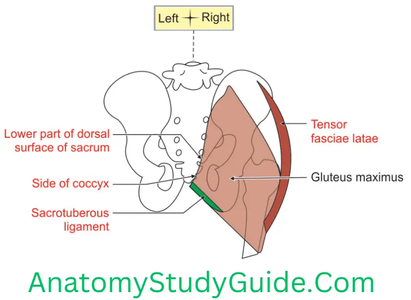 Anatomy Gluteal Region Proximal And Distal Attachments Of Right Gluteus Maximus