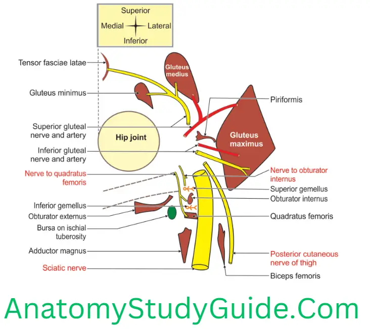 Anatomy Gluteal Region Structures Under Cover Of The Right Gluteus Maximus