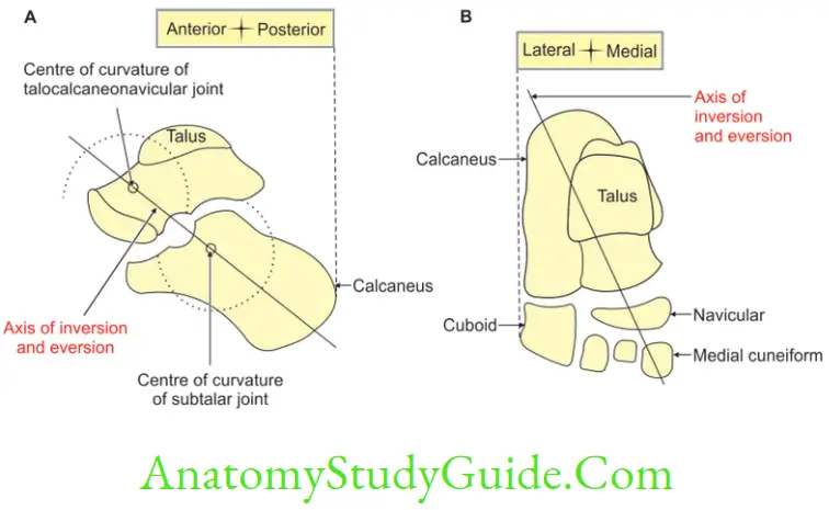 Anatomy Joints Of Lower Limbs Axis Of Inversion At Talocalcaneonvavicular