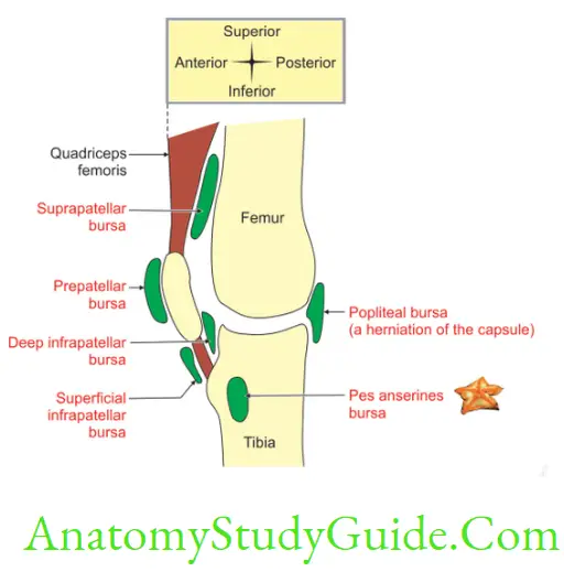 Anatomy Joints Of Lower Limbs Bursae Around The Knee Joint