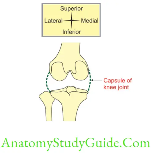 Anatomy Joints Of Lower Limbs Capsule Of Right Knee Joint