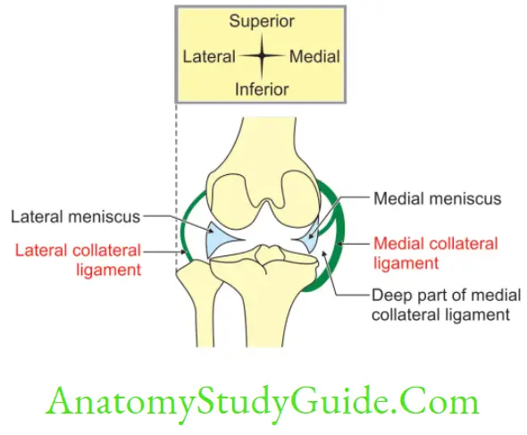 Anatomy Joints Of Lower Limbs Collateral Ligaments And Their Attachments Of Right Knee Joint