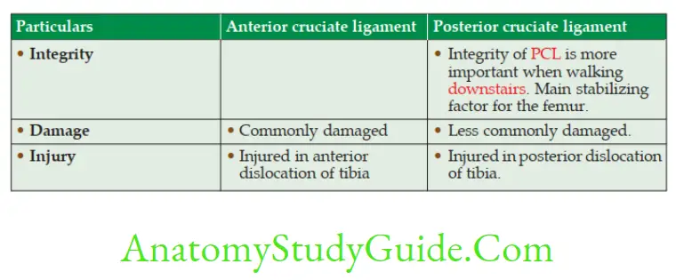 Anatomy Joints Of Lower Limbs Comparision Of Anterior And Posterior Cruciate Ligaments 2
