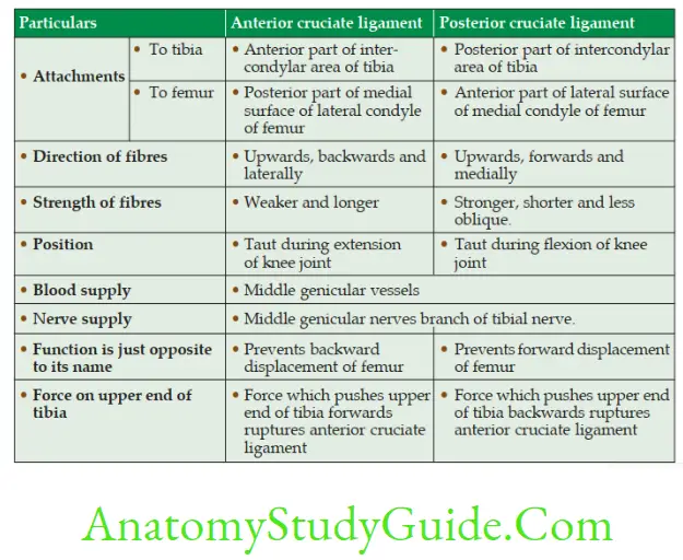 Anatomy Joints Of Lower Limbs Comparision Of Anterior And Posterior Cruciate Ligaments