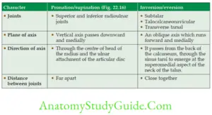 Joints Of The Lower Limb - Anatomy Study Guide