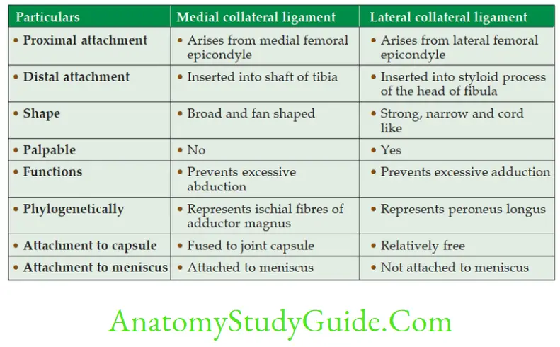 Anatomy Joints Of Lower Limbs Details Of Collateral Ligament