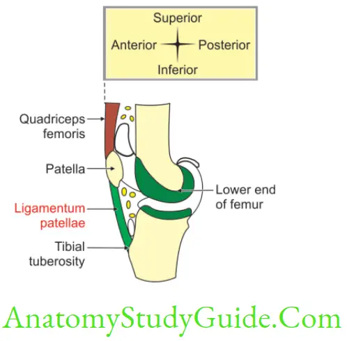 Anatomy Joints Of Lower Limbs Ligamentum Patellae