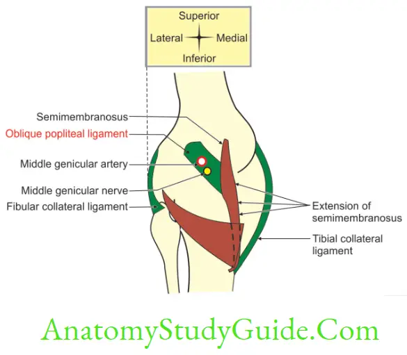Anatomy Joints Of Lower Limbs Right Oblique Popliteal Ligament