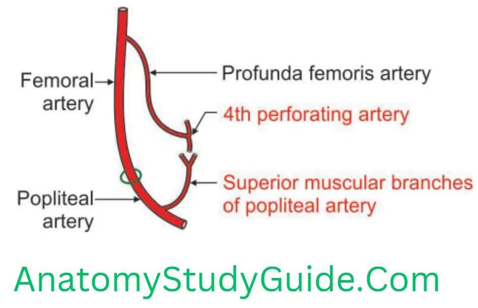 Anatomy Popliteal Fossa Anastomoses Between 4th Perforating Artery And Superior Muscular Branch Of Popliteal Artery