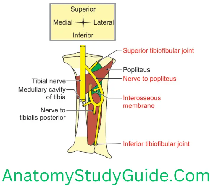 Anatomy Popliteal Fossa Course, Relations And Distributions Of The Nerve To Popliteus On Right Side