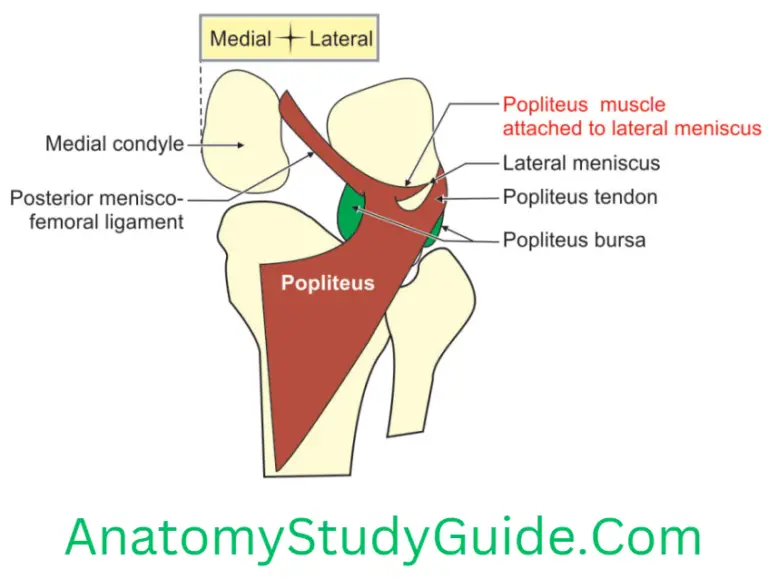 The Popliteal Fossa - Anatomy Study Guide