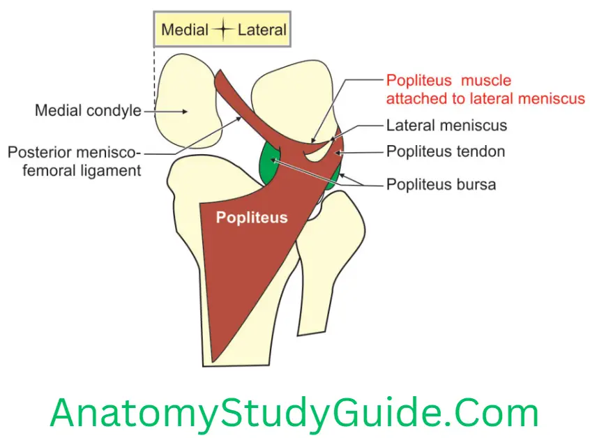 Anatomy Popliteal Fossa Posterior View Of Right Knee Joint Showing Popliteus Muscle
