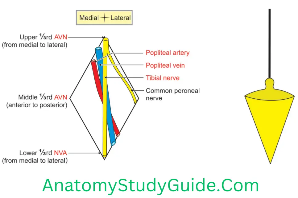 Anatomy Popliteal Fossa Relations Of Right Popliteal Artery With Other Structures In The Popliteal Fossa