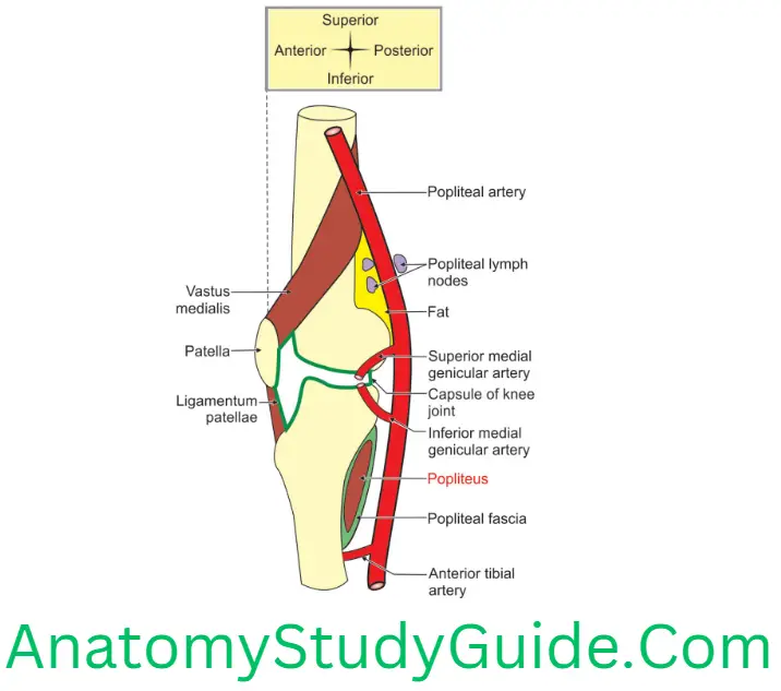 Anatomy Popliteal Fossa Relations Of The Right Popliteal Artery (seen from medial side)