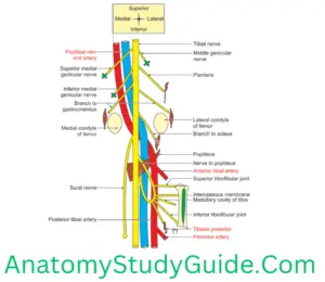 The Popliteal Fossa - Anatomy Study Guide