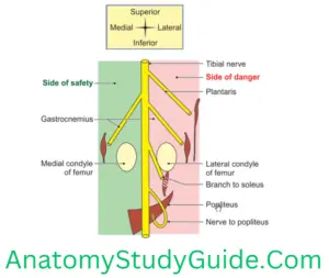 The Popliteal Fossa - Anatomy Study Guide