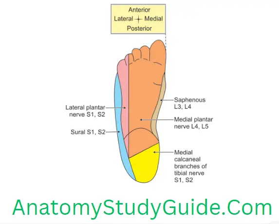 Anatomy Sole Of Foot Cutaneous Nerves Supply Of The Right Sole