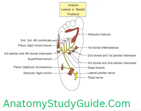 Anatomy Sole Of Foot Right Lateral Plantar Nerve With Its Branches