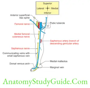 Venous And Lymphatic Drainage And Comparison Of Lower And Upper Limbs ...