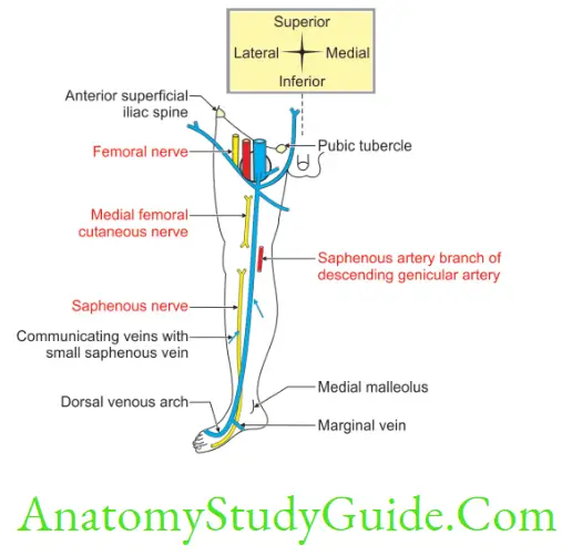 Anatomy Venous And Lymphatic Drainage And Comparision Of Lower And Upper Limbs Right Great Saphenous Vein With Nerve AndArtery