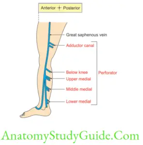 Venous And Lymphatic Drainage And Comparison Of Lower And Upper Limbs ...