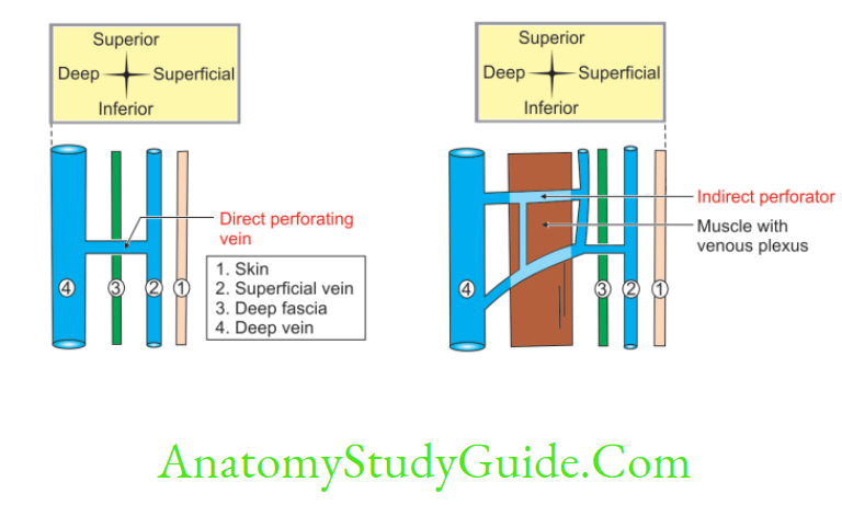 Anatomy Venous And Lymphatic Drainage And Comparison Of Lower And Upper Limbs Direct And Indirect Perforating Vein