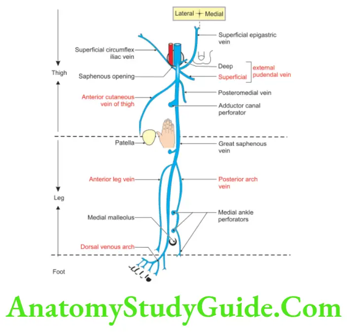 Anatomy Venous and Lymphatic Drainage and Comparison of Lower and Upper Limbs Course And Tributaries Of Right Great Saphenous Vein
