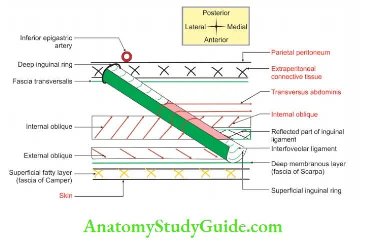 Anterior Abdominal Right inguinal canal and its wall roof and floor