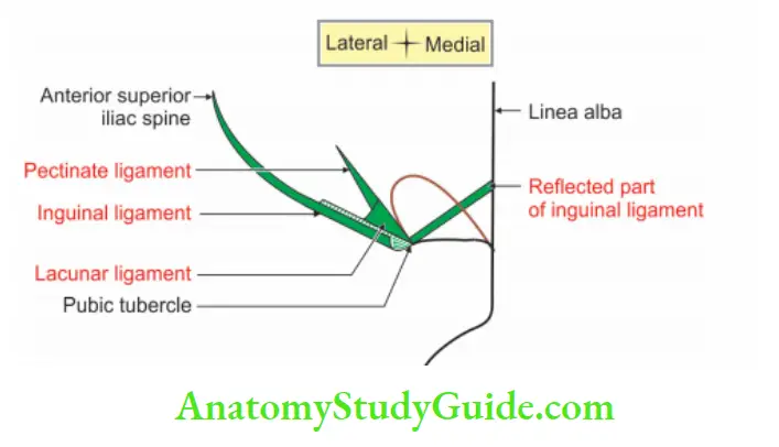 Anterior Abdominal Wall Attachments of inguinal ligament on right side