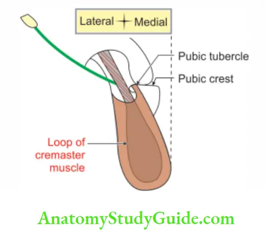 Anterior Abdominal Wall Attachments of right pubic tubercle