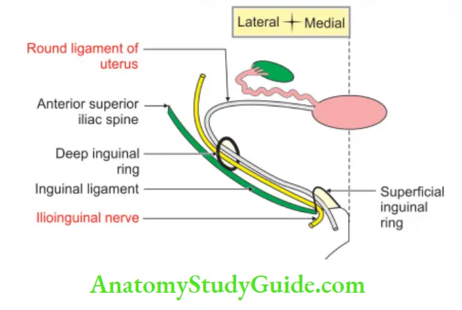 Anterior Abdominal Wall Contents of right inguinal canal in female